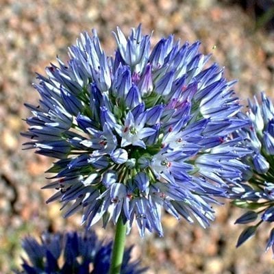 Allium caesium is a rare ornamental onion with large 4 inch wide, sky blue to milky royal blue spheres held on stems to about two feet tall.
