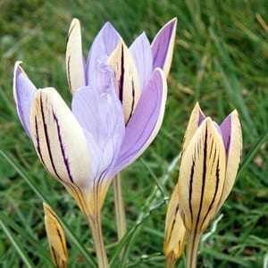 Crocus imperati 'De Jager' is a gorgeous yellow and lavender bicolour Crocus accented with the deep purple lines.