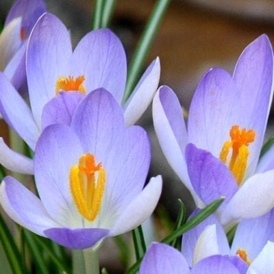 Crocus tommasinianus 'Lilac Beauty' is a selected form with glowing icy lavender petals that are lighter at the base, darkening towards the tips.