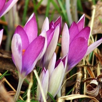 Crocus tommasinianus 'Roseus' is a sought-after cultivar with bicolour flowers in deep pink and white.