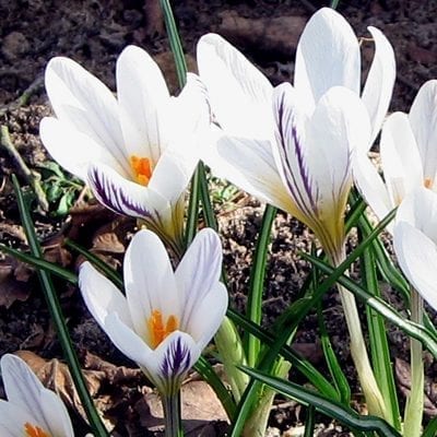 Crocus versicolor 'Picturatus' is a delicately beautiful selection with pure white petals with the reverses feathered with dark purple veining.