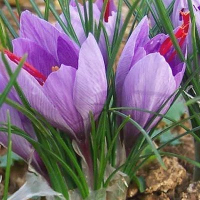 Crocus sativusis the purple, October blooming crocus grown to produce saffron, a luxury spice cultivated since the late Bronze Age.