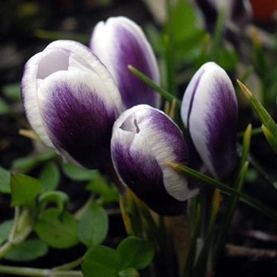 Crocus chrysanthus 'Prins Claus' is a snow crocus with large, white, cup shaped flowers with a purple flash on the exterior and rich, egg yolk coloured anthers.