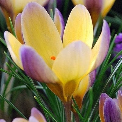 Crocus chrysanthus 'Advance' has lovely lemon yellow flowers with a purple flush on the outside.