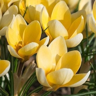 Crocus chrysanthus 'Romance' sports two colours of yellow: light, creamy yellow and rich, deep buttery yellow.