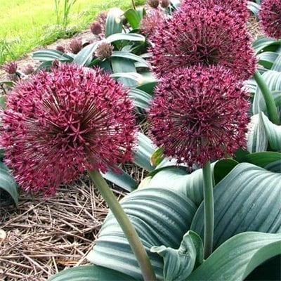 Allium karataviense ssp. henrikki ('Red Globe') is a steroidal version of the species with huge leaves and reddish purple flower heads up to 8 inches across!