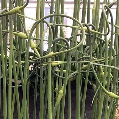 Allium sativum var.ophioscorodon is a curious form of garlic with twisting stems that create a cool sculptural effect in the garden.