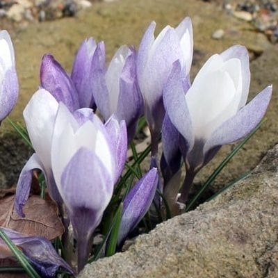 Crocus biflorusssp. weldenii'Fairy' is a beautiful cultivar with ivory white inner petals and pewter purple outer ones.