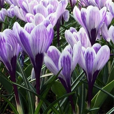 Crocus 'King of the Striped' has purple bases opening into large white petals variably veined with purple.