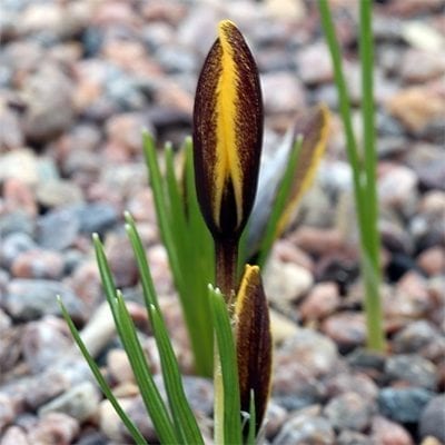 Crocus korolkowii has orange-yellow flowers with burgundy black bases and the outer petals flecked with burgundy.