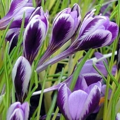 Crocus minimusis a species of Corsica and Sardinia with lavender flowers with the petal reverses feathered with royal purple.