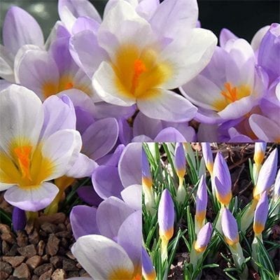Crocus sieberi 'Firefly' has striking bicolour buds of orange-yellow and lavender opening to reveal lavender and white petals.
