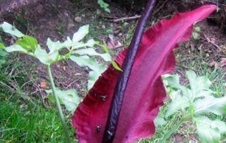 Dracunculus vulgaris is topped with a lurid 18 inch burgundy spathe with a columnar purple-black spadix.