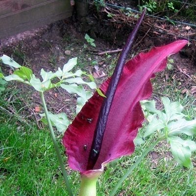 Dracunculus vulgaris is topped with a lurid 18 inch burgundy spathe with a columnar purple-black spadix.