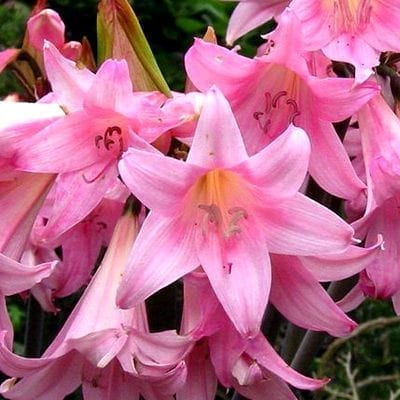 Naked ladies (Amaryllis belladonna) emerge in late summer with bare stems topped with fragrant, pink, trumpet-shaped flowers.
