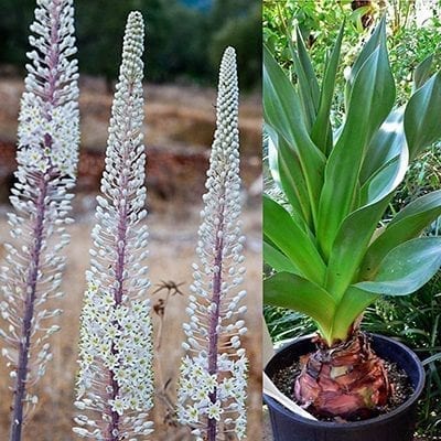 Giant sea squill, Drimia (Urginea) maritima, produces huge bulbs with dramatic leathery leaves and amazing 4-6 foot tall spikes of white star-like flowers.
