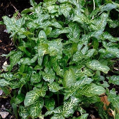 The painted arum, Arum italicum, is evergreen throughout winter with mottled arrow-shaped leaves.