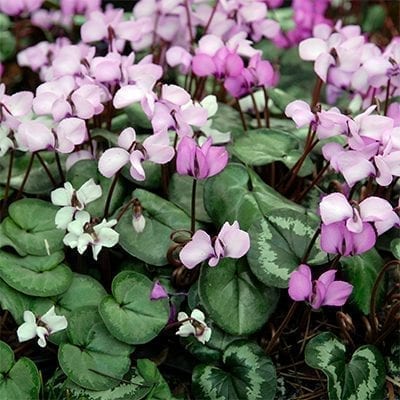 Cyclamen coum is a delicate shady perennial with charming pink flowers and heart-shaped leaves often marbled with pale green or silver.