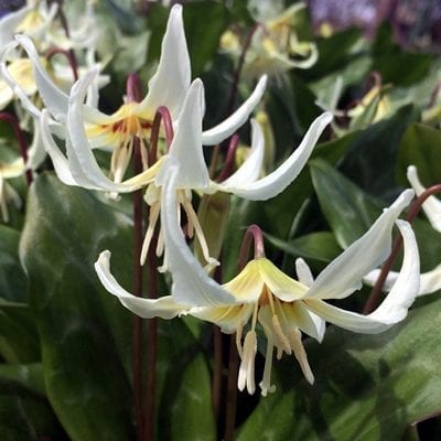 Erythronium californicum 'White Beauty' has elegant pendant lily-like flowers in white with a yellow flush at the centre atop mottled leaves.