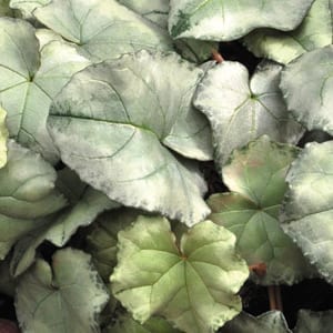 Cyclamen hederifolium 'Silver Leaf' has sculptured silver leaves that create an amazing illuminating effect in the winter shade garden.