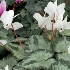 Cyclamen hederifolium 'Album' is a shady perennial with charming white flowers atop ivy-shaped, dark green leaves often marbled with light green and silver.
