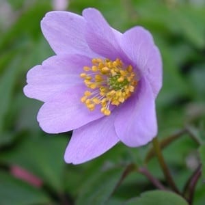 Anemone nemorosa 'Bowles's Purple' is a lavender-blue form of this charming woodland groundcover.