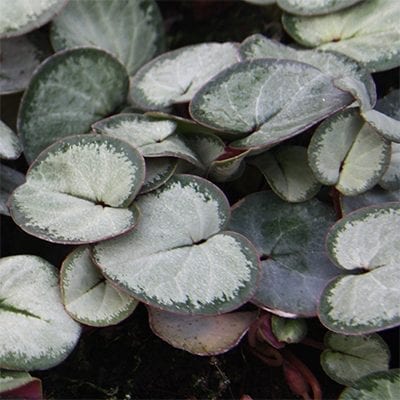 Cyclamen coum 'Silver Leaf' has lovely magenta to pink flowers glimmering over the silver leaves in late winter alongside Helleborus.