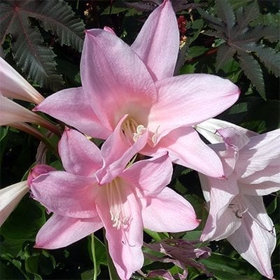 Amarcrinum memoria-corsii 'Howardii' has pink amaryllis-like flowers for the late summer garden. Exotic, fragrant and gorgeous.