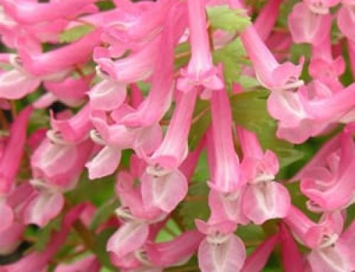 Corydalis: Drifts of Colour for the Early Spring Shade Garden