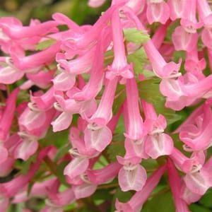 Corydalis solida'Beth Evans' is an exquisite spring ephemeral with masses of pink tubular flowers. Choice.