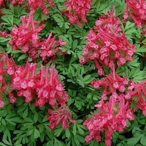Corydalis solida 'G.P. Baker' has amazing near-red flowers atop delicate bluish-green foliage in spring.