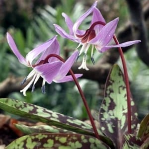 Erythronium 'Lilac Wonder' has beautiful burgundy-mottled foliage with red stems and nodding, lavender, lily-like flowers in spring.