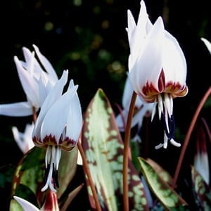 Erythronium dens-canis 'Snowflake' has beautiful burgundy-mottled foliage that gives rise to red stems and nodding, white, lily-like flowers in spring.