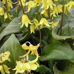 Erythronium'Kondo' has lemon yellow, nodding, lily-like flowers held above lush, glossy, burgundy-mottled foliage.