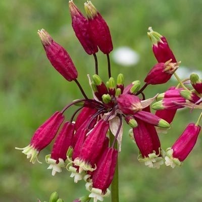 Firecracker flower is a distinctive Dichelostemma with cool red, green and white tubular flowers held in clusters.