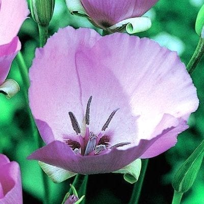 Calochortus'Cupido' is a lovely little flower named for a butterfly, offering cup shaped, violet pink blossoms in June.