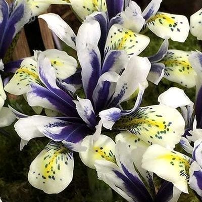 Iris reticulata 'Eye Catcher' is a striking, hardy dwarf iris with white, cobalt blue, and yellow flowers.