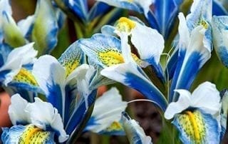 Iris reticulata 'Sea Breeze' is a striking, hardy dwarf cultivar with royal blue, white and yellow flowers.