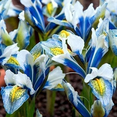 Iris reticulata 'Sea Breeze' is a striking, hardy dwarf cultivar with royal blue, white and yellow flowers.