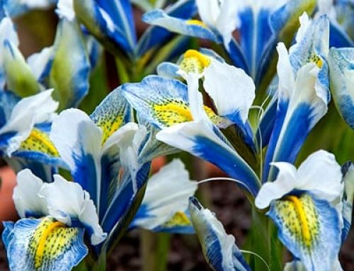 A Canadian Breeding Success Story: Alan McMurtrie’s Incredible Iris reticulata