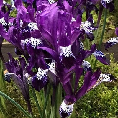 Iris reticulata 'Spot On' has dramatic royal purple flowers with white highlighted falls dipped in purple-black.