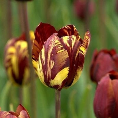 Tulipa 'Absalon' introduced in 1780 is richly coloured with feathers, flames or marbles of burgundy-brown and yellow.