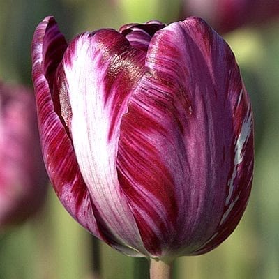 Tulipa 'Columbine' introduced in 1929 is richly coloured with feathers, flames or marbles of purple on lavender with white.