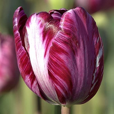Tulipa 'Columbine' introduced in 1929 is richly coloured with feathers, flames or marbles of purple on lavender with white.