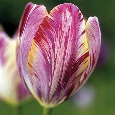 Tulipa 'The Lizard' is a Broken tulip introduced in 1903 and preserved at the Hortus Bulborum. It is richly coloured with feathers, flames or marbles of deep lilac and rose on a background of yellow and white. Not available every year.