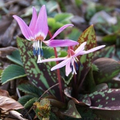 Erythronium 'Purple King' has beautiful burgundy-mottled foliage that gives rise to red stems and nodding, lavender-pink, lily-like flowers in spring.