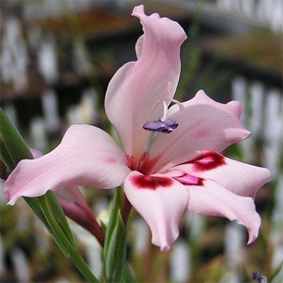 Gladiolus carneus is a South African native with large flowers in shades from white through pink with dark pink markings.