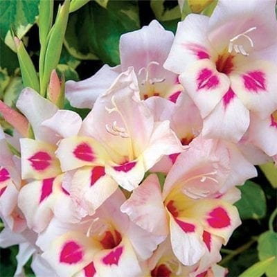 Gladiolus nanus 'Elvira' has orchid-like, palest pink flowers with bold dark pink spots and a dark pink throat.