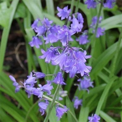 Hyacinthoides non-scripta 'Bakkum Blue' is a vivid dark blue form of the fabled common or English bluebell.