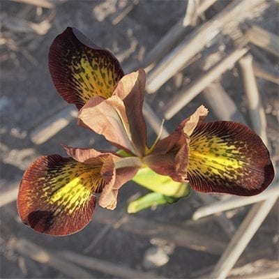 Iris reticulata 'Mars Landing' is an incredibly distinctive cultivar with rich burgundy-brown flowers with yellow central highlights.